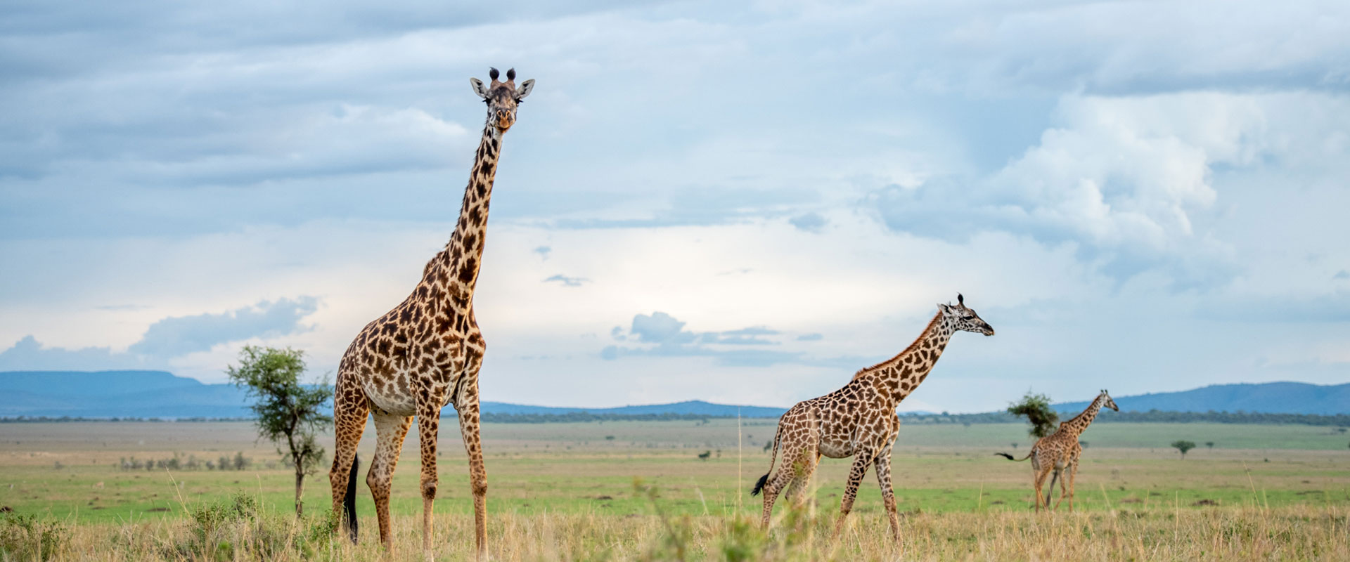 Serengeti Safari Migration Camp