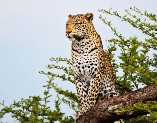 Best Safari Destinations gallery