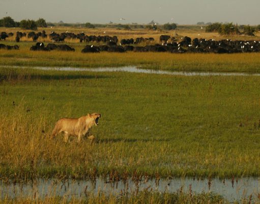 Victoria Falls, Okavango & Seychelles