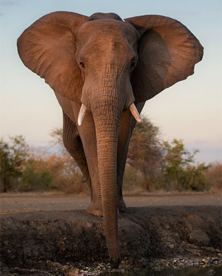 Singita - Elephant Collaring Project