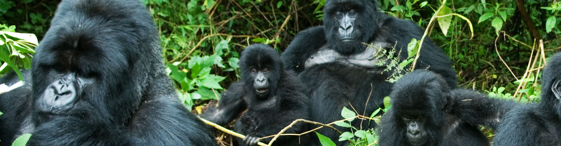 Rwanda safaris luxury safari holidays