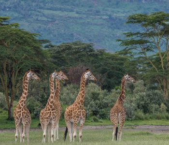 Giraffe Manor
