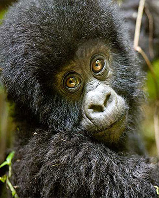 Happy World Gorilla Day!