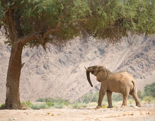 Hoanib Valley Safari Camp, Hoanib Camp, North West Namibia Luxury Holidays