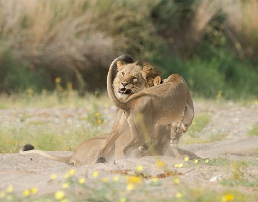 Hoanib Valley Safari Camp, Hoanib Camp, North West Namibia Luxury Holidays
