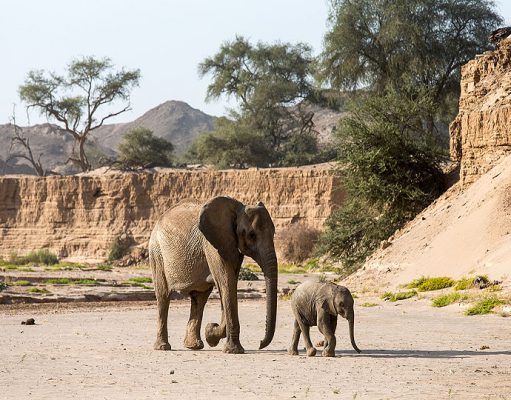 Skeleton Coast Safaris gallery