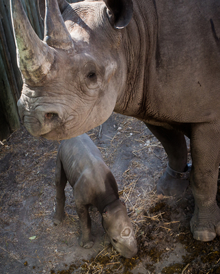 Wilderness Safaris - Mombo Rhino Calf Rescue