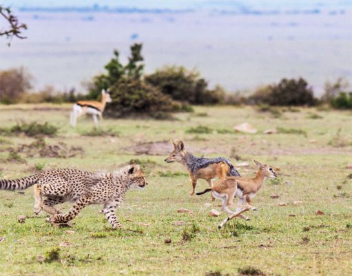 Luxury Kenya Safaris