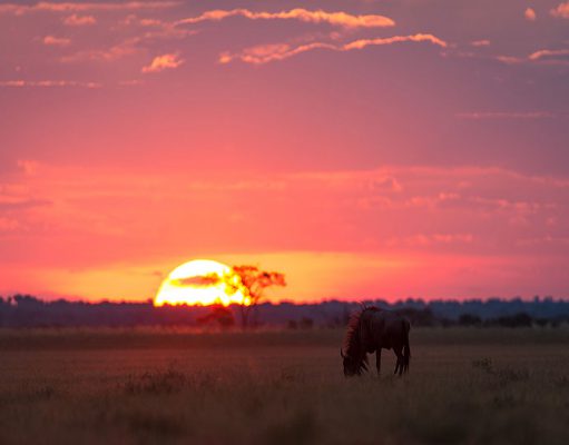 Botswana Safari Camps gallery
