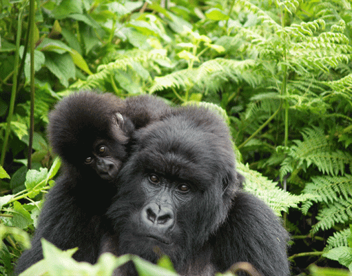 Singita Kwitonda Gorillas