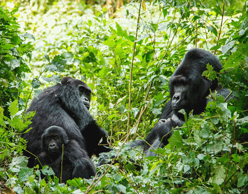 Singita Kwitonda Gorillas