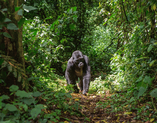 Singita Kwitonda Gorillas