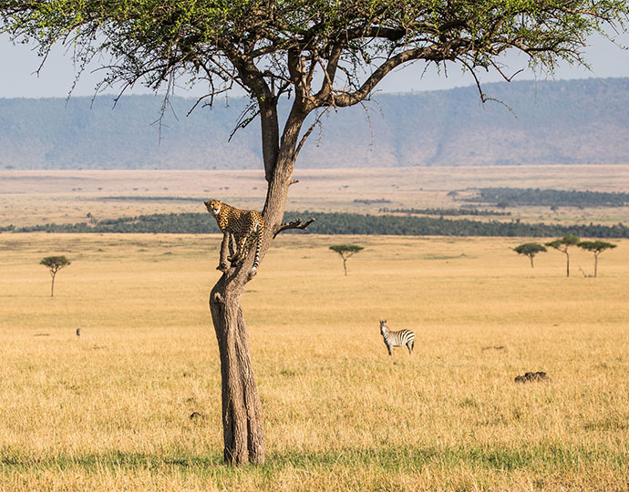 Royal Ngala Safaris  Legendary Serengeti Mobile Camp - Tanzania