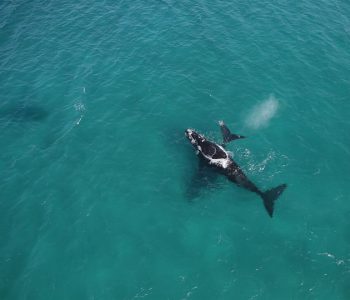Whale Watching – Why Not?