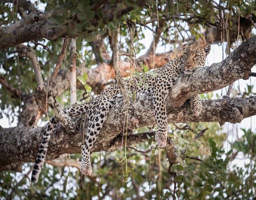 Chada Katavi gallery