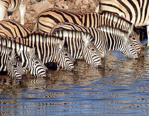 Etosha gallery