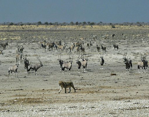 Etosha gallery