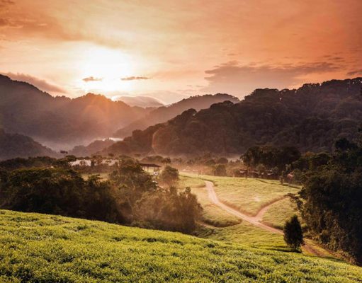 Nyungwe House wilderness retreat. Rwanda, Nyungwe Forest National Park