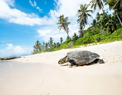 Seychelles gallery