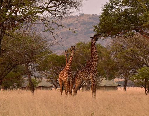 One Nature Serengeti gallery