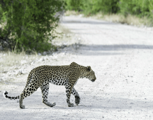 Onguma Tented Camp gallery