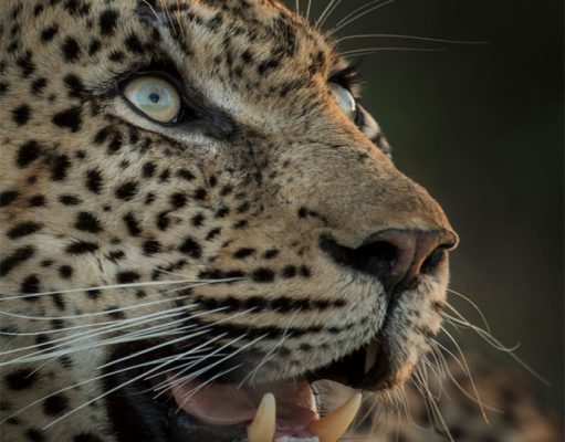 Singita Pamushana gallery