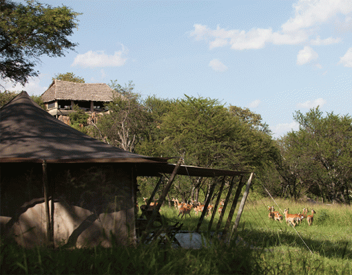 Pioneer Serengeti gallery