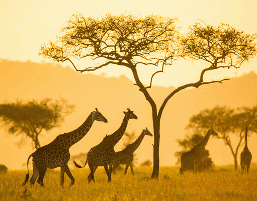 Pioneer Serengeti gallery