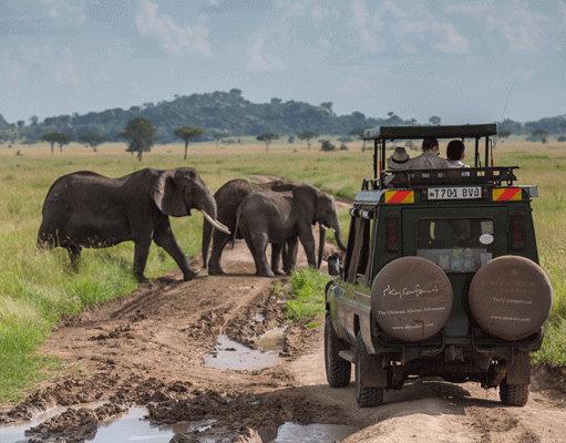 Pioneer Serengeti gallery