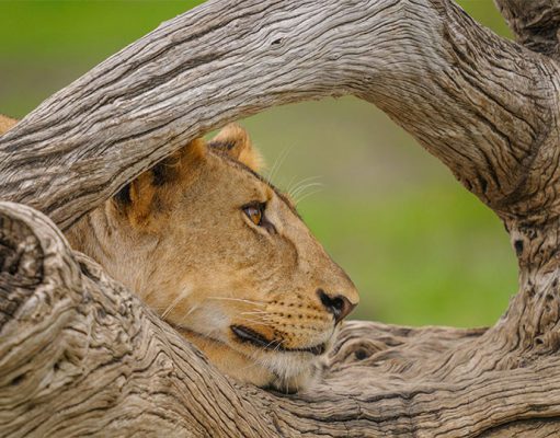 Roho Ya Selous gallery