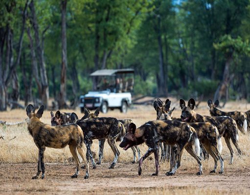 Mana Pools National Park gallery