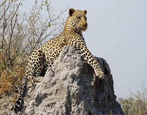 Best Botswana Safari gallery
