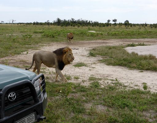 Mobile Safaris gallery
