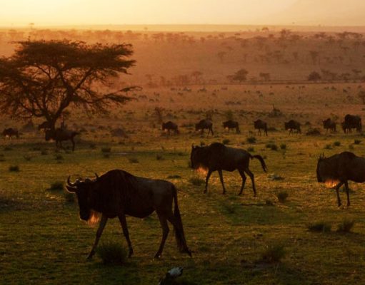 Serengeti Safari Camp gallery