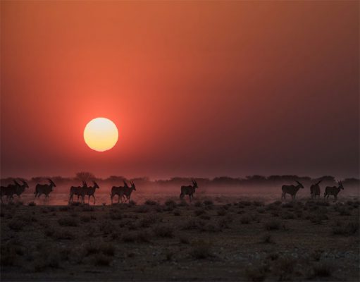 Safarihoek gallery