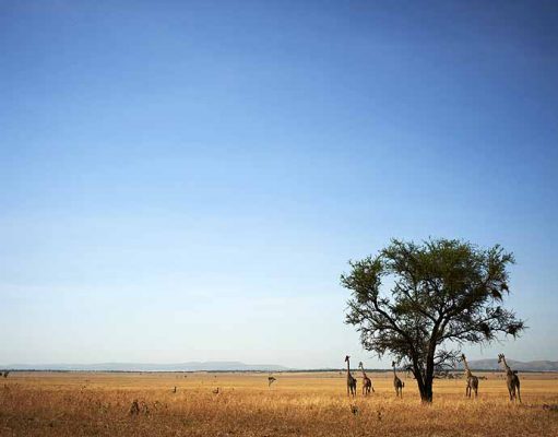 Singita Serengeti – Safari’s with a purpose gallery