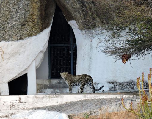 The Sujan Jawai leopard camp Indian Safaris Luxury Safari Holidays in India