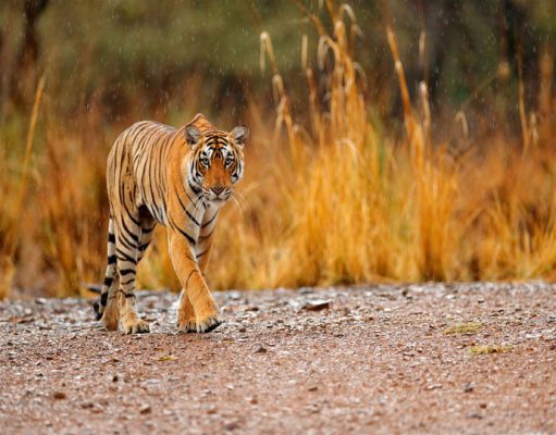 Indian Safaris Luxury Safari Holidays in India