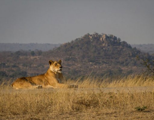 The Demise of the Tailless Lioness gallery