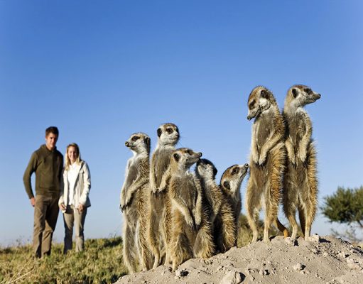 Meet The Meerkats gallery