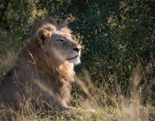 Londolozi – Tales of Tailless Lions and more! gallery