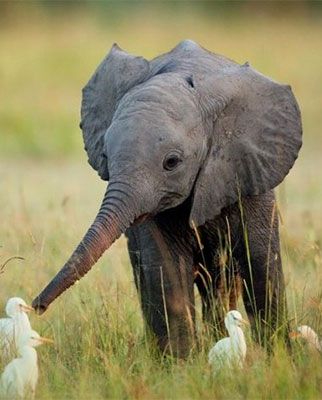 The Elephant Orphanage Project
