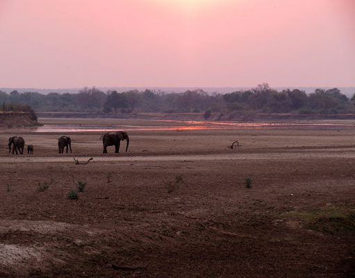 South Luangwa gallery