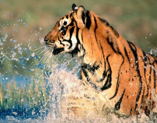 Central India Safaris Baghvan Camp India Tiger Safari Holidays