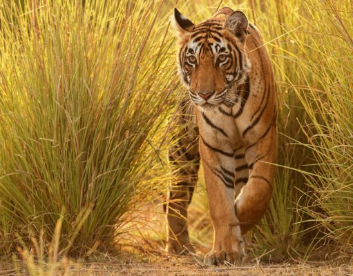 Central India Safaris Baghvan Camp India Tiger Safari Holidays