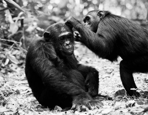 Western Tanzania Safaris