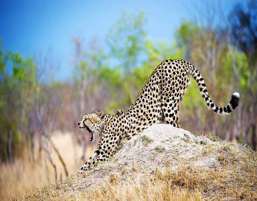 Hwange gallery