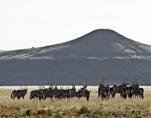 Damaraland gallery