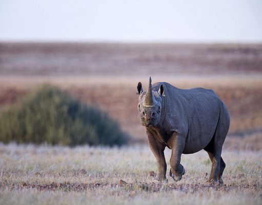 Desert Rhino Camp gallery