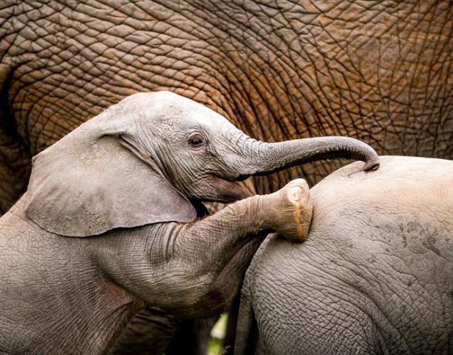 Zimbabwe Safar Holidays Elephants